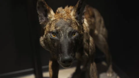 A terrible stuffed wolf standing in the dark Stock Footage 331245493