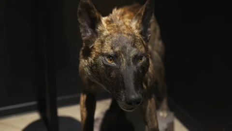 A terrible stuffed wolf standing in the dark Stock Footage 331245516