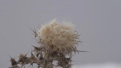 Terrible thistles bristling with thorns Stock Footage 129881388