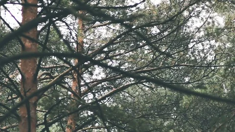 Terrible view of the dark branches letting in a little light Video stock 80984258