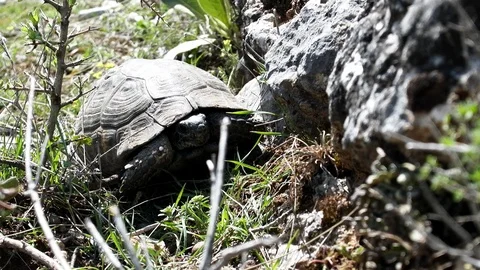 Terricole Mediterranean turtle (spur-thighed tortoise Stock Footage 89851183