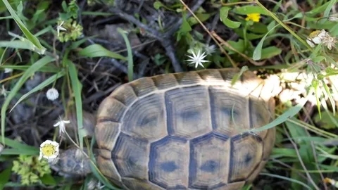 Terricole Mediterranean turtle spur-thighed tortoise Stock Footage 90343546