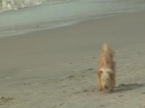 Terrier at beach Stock-Footage 707832