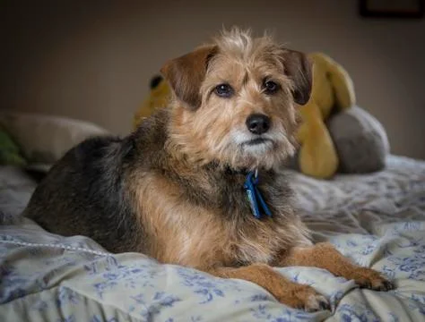 Terrier on bed 스톡 사진