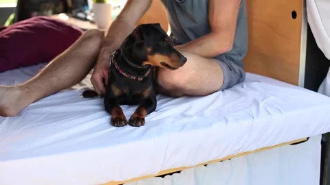 Terrier dog lying in a camper van Video stock 135381436