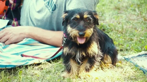 Terrier Dog in Park Stock Footage 50592505