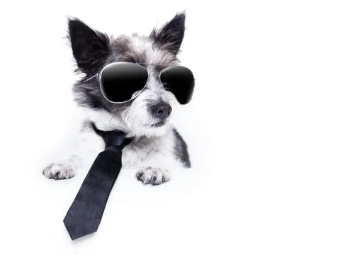 Terrier dog Stock Photos