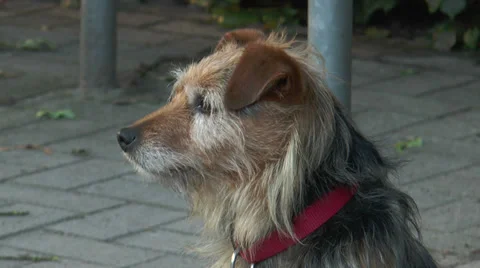 Terrier dog picking up the scent 動画素材 30392439