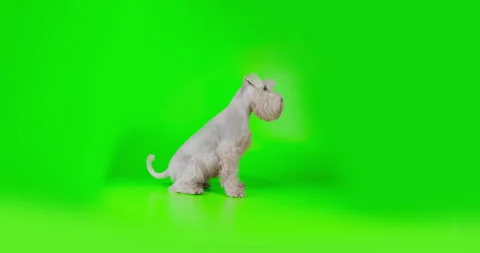 Terrier dog sitting. looking at the camera and lying down on green screen Vídeos de archivo 252773016