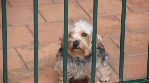 Terrier Stock Footage 34408538