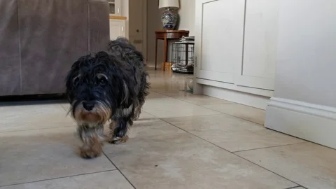 Terrier Stock Footage 122942539