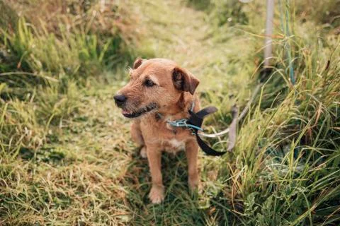 Terrier in the Grass Foto stock