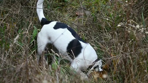 Terrier hunting Video stock 81695299
