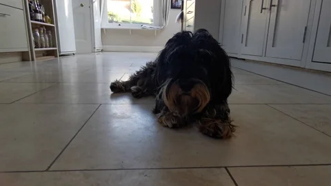 Terrier Laying Stock Footage 122942728