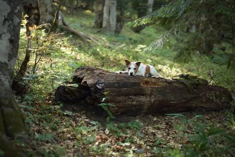 Terrier lays flat on forest log in summer light Stock Photos