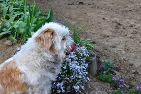 Terrier Stock Photos