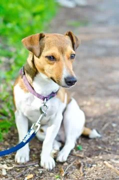 Terrier Stock Photos