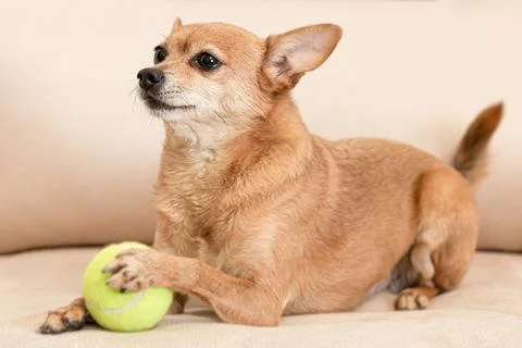 A terrier. A thoroughbred dog with a toy. Close-up. Animal themes. Magazine c Stock Photos