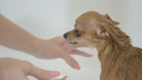 That terrier is washed in a bath. The bulk is large and white. Dogs are washed Stock Footage 91999926
