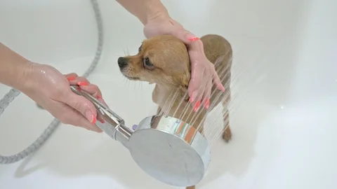 That terrier is washed in a bath. The bulk is large and white. Dogs are washed Stock Footage 92931487