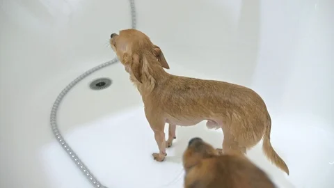 That terrier is washed in a bath. The bulk is large and white. Dogs are washed Stock Footage 120803177