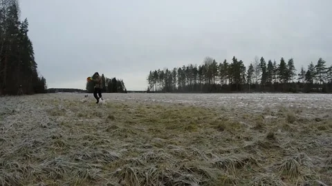 Terriers are almost losing it when they wait for the frisbee to launch Stock Footage 145673400