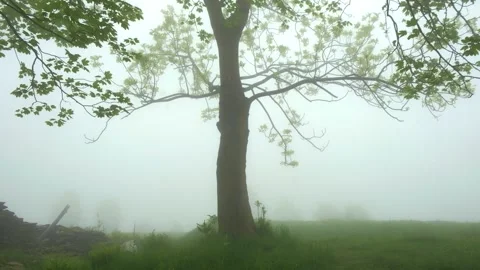Terrified bumpy race in a misty meadow Stock Footage 301570958