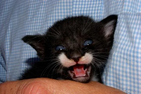 A terrified kitten Stock Photos