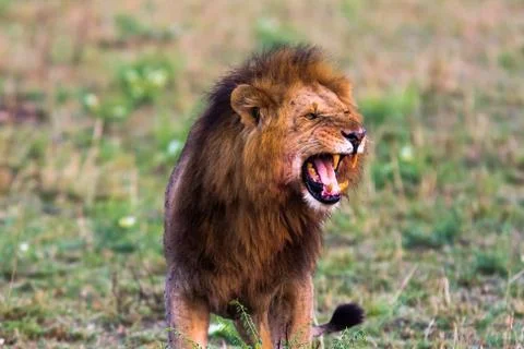 Terrifying roar of a african lion. Masai Mara, Kenya Stock Photos