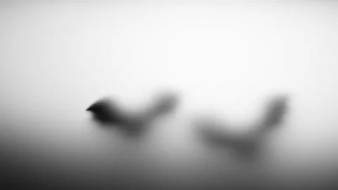 Terrifying silhouettes of bat shadows. Stock Footage 138126246