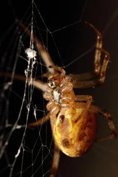 Terrifying spider weaving its web pattern Stock Photos