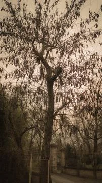 Terrifying tree in gate at Parma Stock Photos