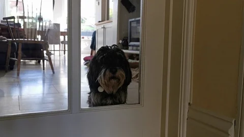 Terrior Stock Footage 122942497