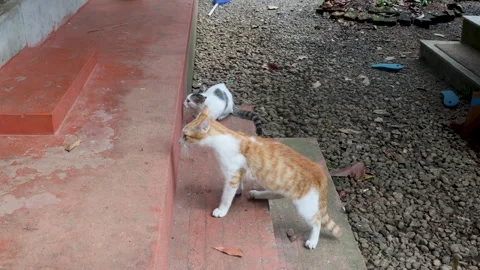 Territorial behavior in cats arched back, raised fur, and alert posture Video stock 314150542