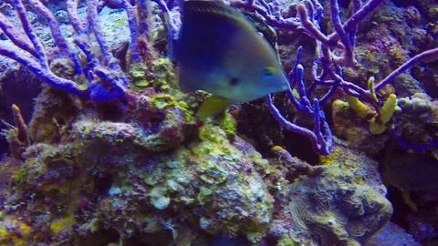 A territorial blue sergeant major fish protects its nest. Stock Footage 96470717
