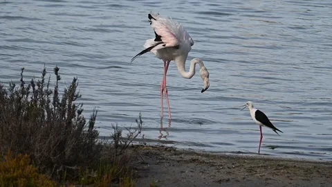 Territorial clash stilt bird vs young flamingo Stock Footage 333834868
