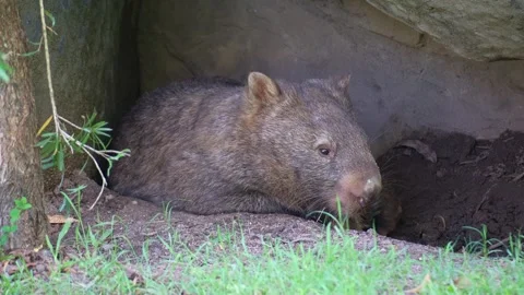 A territorial Common wombat (Vombatus ursinus) rests in its burrow, close-up Stock Footage 327627770
