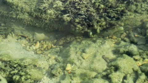 Territorial Crab Chasing Rival Beneath Coral Rock in Tropical Tide Pool Видео 337450315