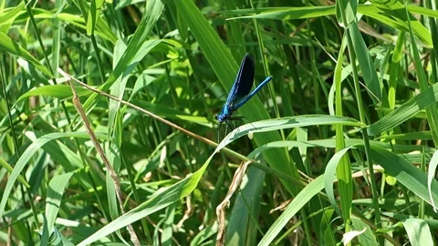 Territorial dragonfly in the natural environment Stock Footage 111460312