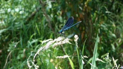Territorial dragonfly in the natural environment Stock Footage 111460474