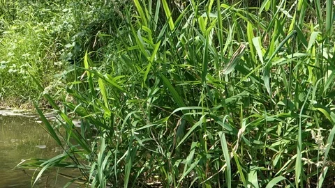 Territorial dragonfly in the natural environment Stock Footage 111460599