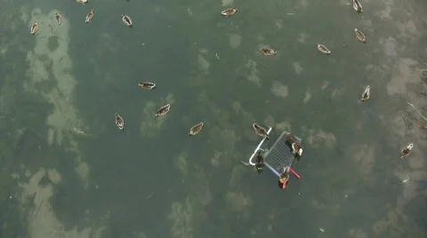 Territorial ducks 스톡 동영상 808825