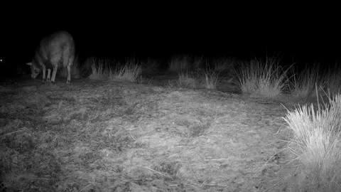 Territorial Ewe Chases Fox From Feeding Area In Rare Sheep vs Vixen Behavior Stock-Footage 326637097