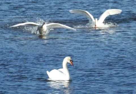 Territorial fights between swans Stock Photos