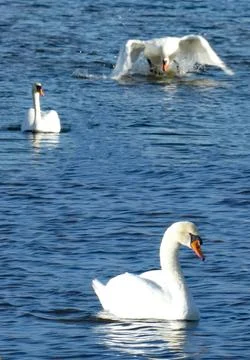 Territorial fights between swans Stock Photos