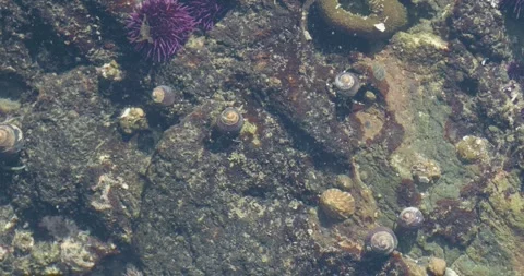 Territorial hermit crabs in a tide pool in slow motion Stock Footage 310573584