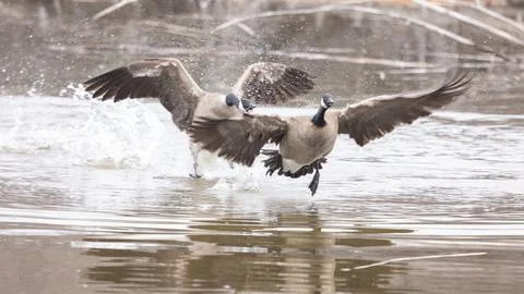 Territorial interaction between two Canada Geese Stock Photos
