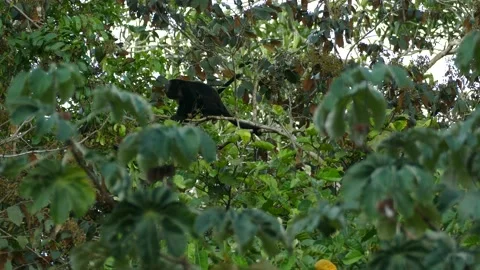 Territorial mantled howler monkey making loud howling noise with mouth Stock Footage 140701206