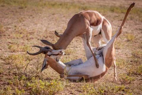 Territorial rams fighting. Stock Photos