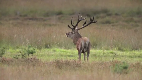 Territorial red deer stag urinates on himself, self-anointing. The rut, Stock Footage 251720703